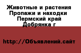 Животные и растения Пропажи и находки. Пермский край,Добрянка г.